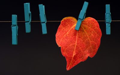 Memories and our Senses: les 5 Sens