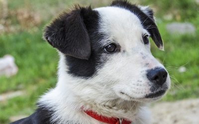 Book Review: Le collier rouge