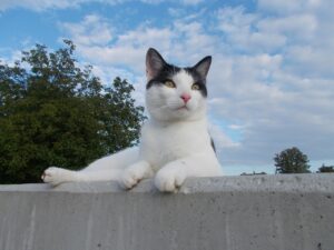  a cheeky black and white cat looking over the wall