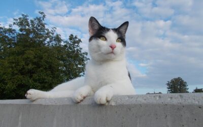 Student contribution: Les aventures de Bouille, Dudule et bien sûr Sourceye.