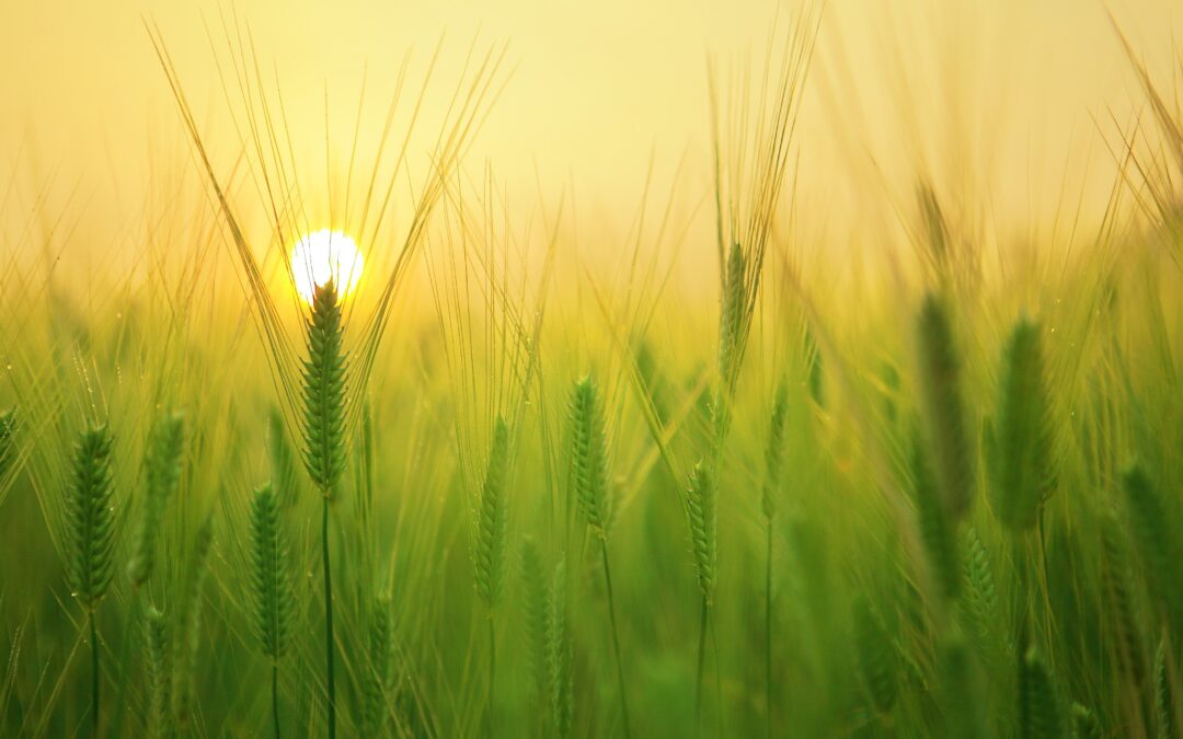 A field of wheat with the sun behind