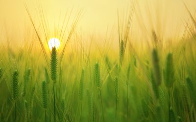 Conférence Sébastien Abis : Sécurité alimentaire, climat et souveraineté 04/11/26